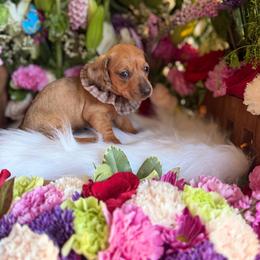 Red dapple 2 - Red female Dachshund puppy in Wills Point, Texas from East Mini Dachshunds Texas