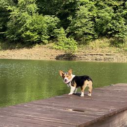 Pembroke Welsh Corgis from Tref Corgi No longer breeding