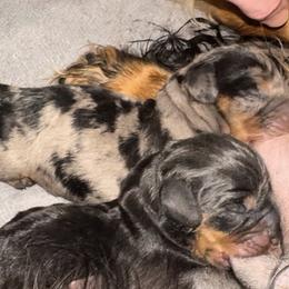 Pebbles - Dapple female Dachshund puppy in Richmond, Kentucky from Cemcade Dachshunds (formerly Little Legs)