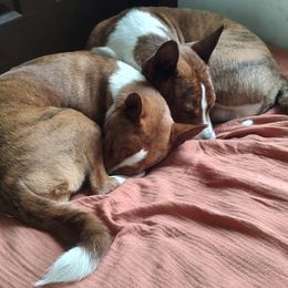 "♥️♥️♥️" Basenji Puppies from AFRICAN TREASURES