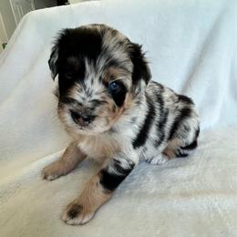 Rio Grande - Blue merle male Australian Shepherd puppy in Beach City, Texas from Salt N Sass Aussies
