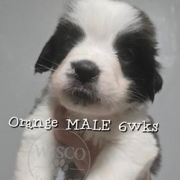 Orange collar - Mahogany and white male Saint Bernard puppy in Seymour, Wisconsin from Wisco Family Saints
