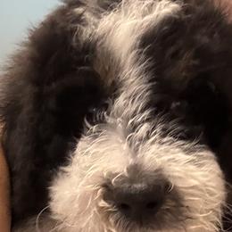 Bernedoodles from Amy's Bernedoodles
