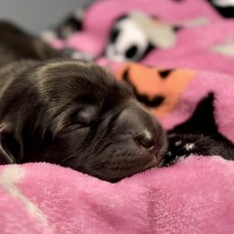 Dilute Retriever Puppies from Wicked Pines Retrievers