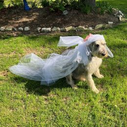 Adaira - Giant Schnauzer