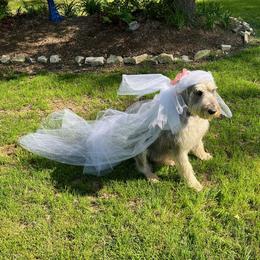 Adaira - Giant Schnauzer