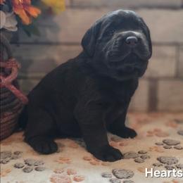 Hearts - Chocolate female Labrador Retriever puppy in Gardnerville, Nevada from Jobs Peak Labradors