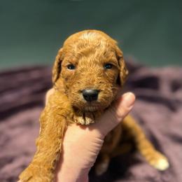 Simba - Red  male Goldendoodle puppy in Jacksonville, Florida from Dandelion Doodles