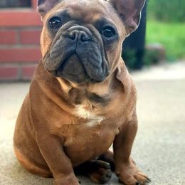 French Bulldogs from Dona Bulla's French Bulldogs