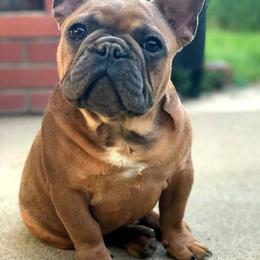 French Bulldogs from Dona Bulla's French Bulldogs