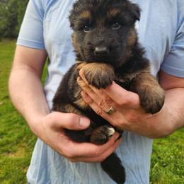 Green Boy - Black and red male German Shepherd puppy in Longview, Washington from Bunkerhill Shepherds