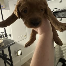 Goldendoodle Puppies from North Bay Goldendoodles