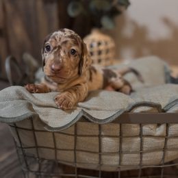 Ranger - Dapple male Dachshund puppy in Jacksonville, Florida from Florida Dippin’ Dachshunds & Aussiedoodles