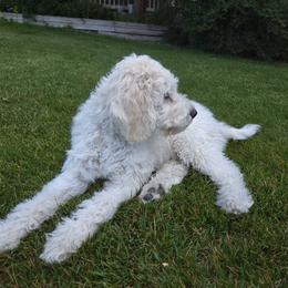 CAPTAIN - White male Poodle puppy in Aurora, Colorado from Simply Amazing Doodles