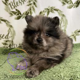 AKC BAJA BLAST - Blue merle male Pomeranian puppy in Watkins Glen, New York from Wicked Spirits Pomeranians