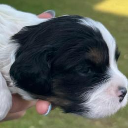Lizzie (Girl 2) - Black and white female Cavapoo puppy in Locust Grove, Georgia from Southern Charm Cavapoos