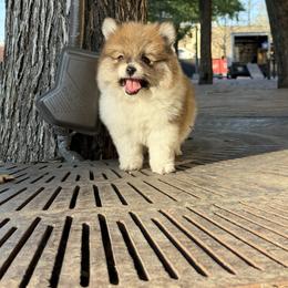Cooper - Tri-colored male Pomeranian puppy in San Antonio, Texas from San Antonio Pomeranian