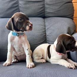 Liberty - Liver and white female German Shorthaired Pointer puppy in Dugspur, Virginia from Pilgrims Trails Shorthairs