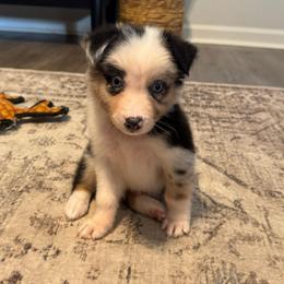 AKC Blue Merle Male - TIM - Blue merle male Australian Shepherd puppy in Ludowici, Georgia from Raven Creek Farms