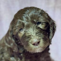 Nestle - Chocolate female Goldendoodle puppy in Tybee Island, Georgia from Castaway Doodles