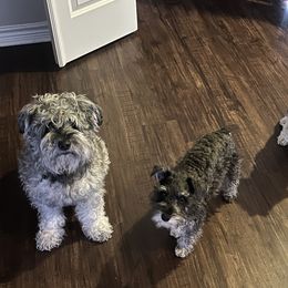 Miniature Schnauzer Puppies from Sugarbaby Kennel