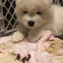 Red - White and biscuit female Samoyed puppy in Colorado Springs, Colorado from T&M Samoyeds