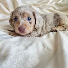 Rhino - Dapple male Dachshund puppy in San Diego, California from Enchanted little dachshunds