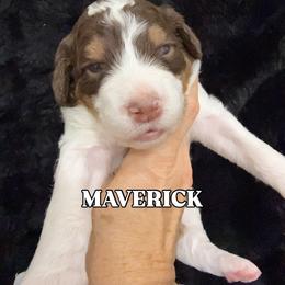 Boy 3 - male Bernedoodle puppy in Greeneville, Tennessee from My Two Doodles