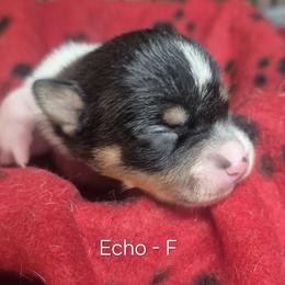 Echo - White and black female Teddy Roosevelt Terrier puppy in Murray, Kentucky from Froschwald German Shepherds and Xanadu Teddy Roosevelt Terriers