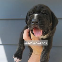 Lumpkins - Black female Great Dane puppy in Port Clinton, Ohio from LakeSide Danes