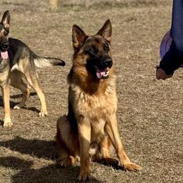 German Shepherds from Von Scheihing German Shepherds