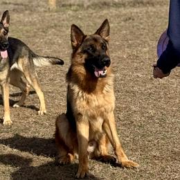German Shepherds from Von Scheihing German Shepherds