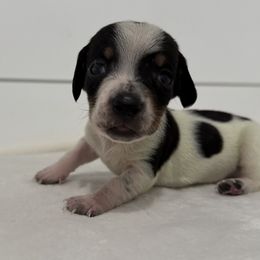 Dexter - Piebald male Dachshund puppy in Callahan, Florida from Little Foot Kennels