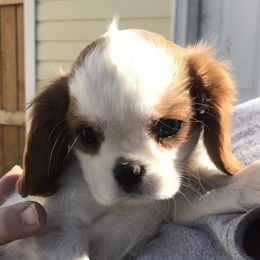 Cavalier King Charles Spaniel Puppies from Christina’s Cavaliers
