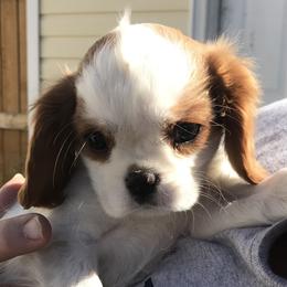 Cavalier King Charles Spaniel Puppies from Christina’s Cavaliers