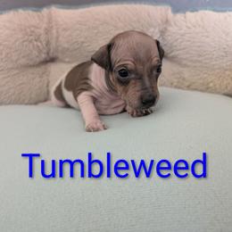 Tumbleweed - Red and white male American Hairless Terrier puppy in Phoenix, Arizona from Bare Valley