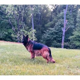 Gemma - German Shepherd