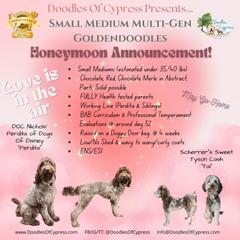 Goldendoodle puppies from Doodles Of Cypress