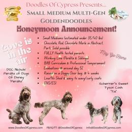 Goldendoodle puppies from Doodles Of Cypress