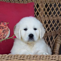 Golden Retriever Puppies from Rockinbfarms