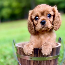 Cavalier King Charles Spaniel Puppies from Ohana Cavalier King Charles Spaniels