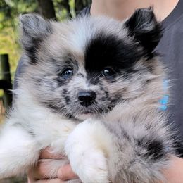 Girl 2 - Merle female Pomsky puppy in Gladstone, Virginia from Rustic Charms Miniature Huskys