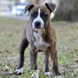 Apple - Brown brindle female American Staffordshire Terrier puppy in St. Augustine, Florida from LBK & Ancient City