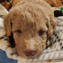 Eli - Apricot male Labradoodle puppy in Fostoria, Michigan from North Country Kennel Club