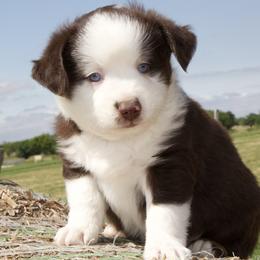 Jack - Red tri male Miniature Australian Shepherd puppy in Godley, Texas from Bradley Kennels