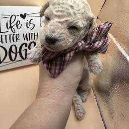 Armani - Apricot male Maltipoo puppy in Apple Valley, California from Boujeepups
