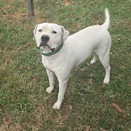 Mable - American Bulldog