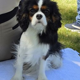 Poppy - Cavalier King Charles Spaniel