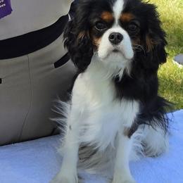 Poppy - Cavalier King Charles Spaniel