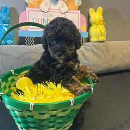 Patrick - Phantom male Poodle puppy in Warren, Michigan from Annette Patterson